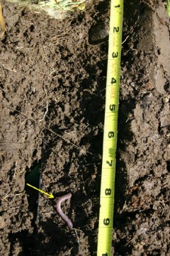 dark soil with worm living in it.
