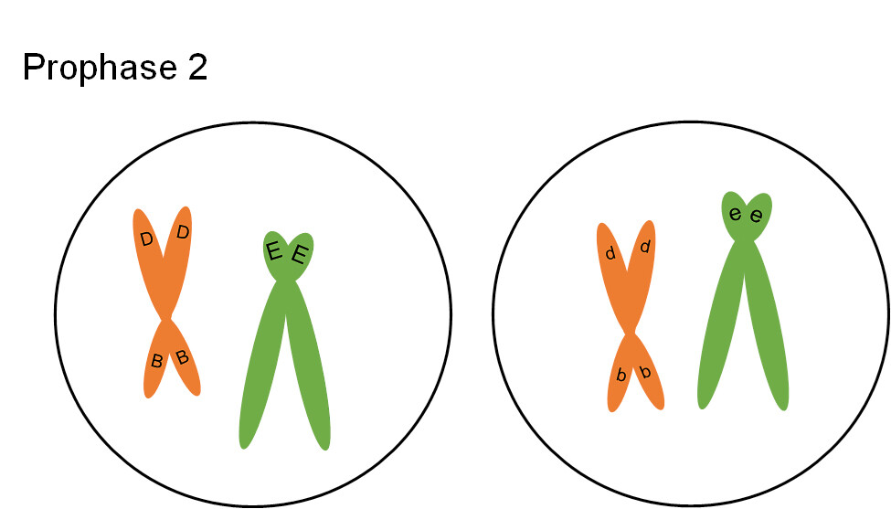 Meiosis: Prophase II | Mitosis and Meiosis and the Cell Cycle - passel