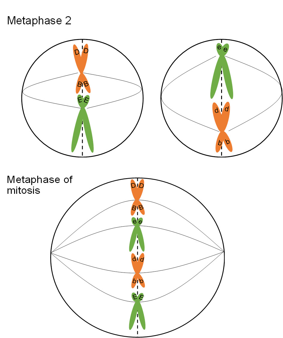 Meiosis: Metaphase II | Mitosis and Meiosis and the Cell Cycle - passel