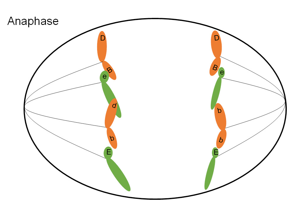 anaphase