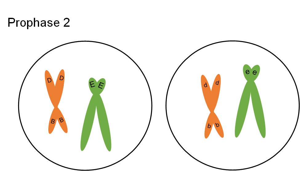 Meiosis: Prophase II | Mitosis and Meiosis and the Cell Cycle - passel