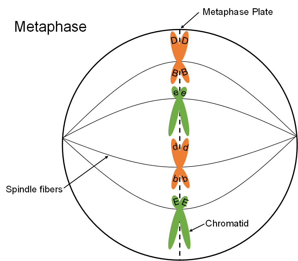 metaphase of mitosis