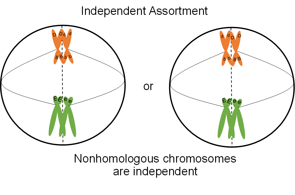 Parallel Behavior and the Chromosome Theory | Mitosis and Meiosis and ...