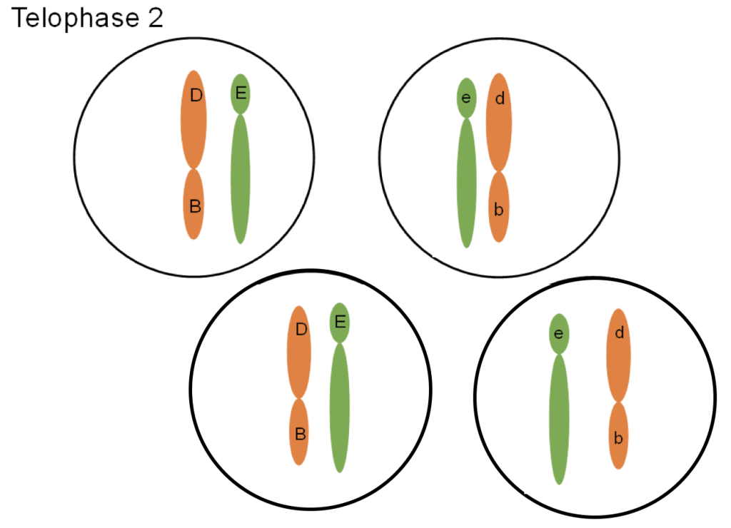 telophase 2 diagram