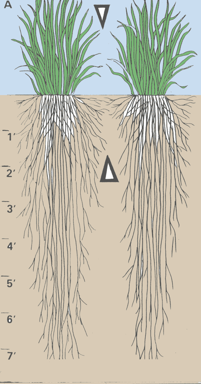 two grasses with 7' deep roots