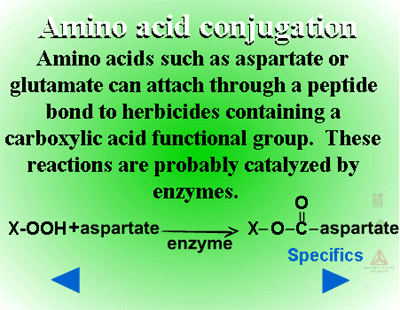 glutathione phase 2 metabolism - an overview Phase II Reactions: Glutathione Conjugation