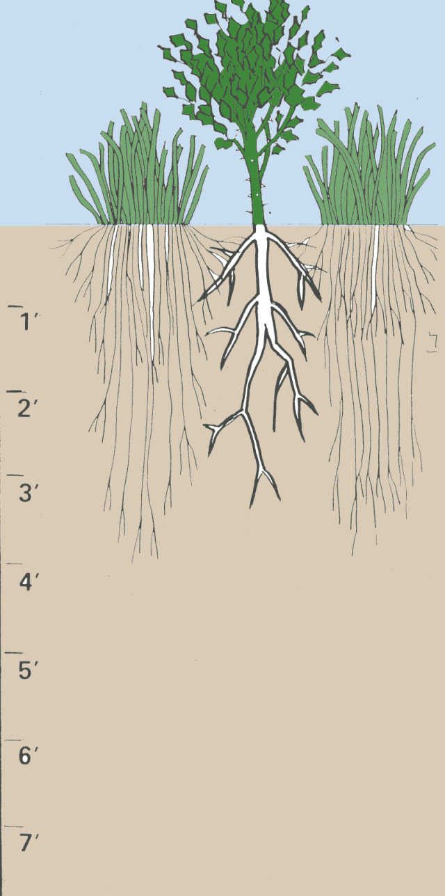 two cut bundles of grass with 4' deep roots. A spiny bush is present between the two grasses