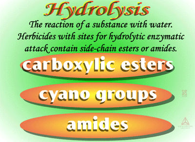 Phase I Hydrolysis Reactions Metabolism Of Herbicides Or Xenobiotics In Plants Passel