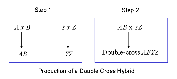 Double-cross Hybrids  Corn Breeding: Types of Cultivars - passel