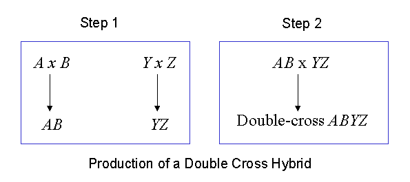 Double Cross: Season 1