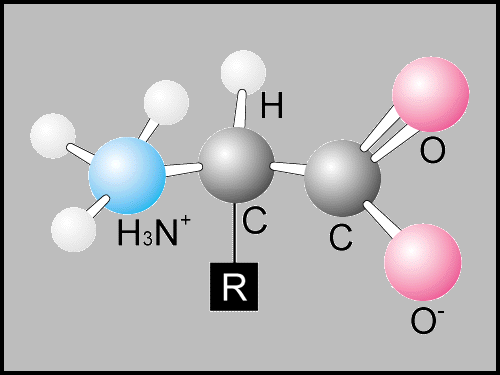 Importancia de las Proteínas | Inhibidores de la Síntesis de Aminoácidos  Aromáticos - passel