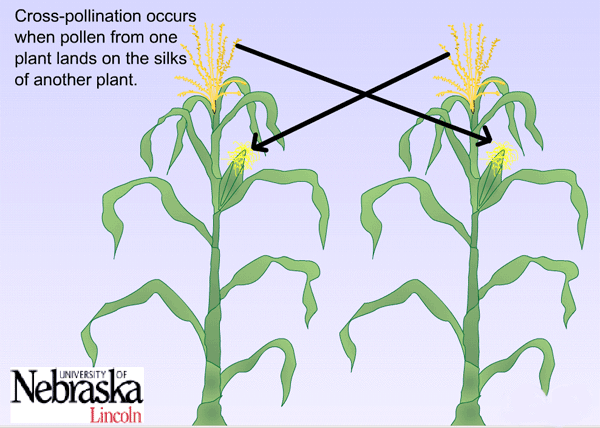 self pollination examples