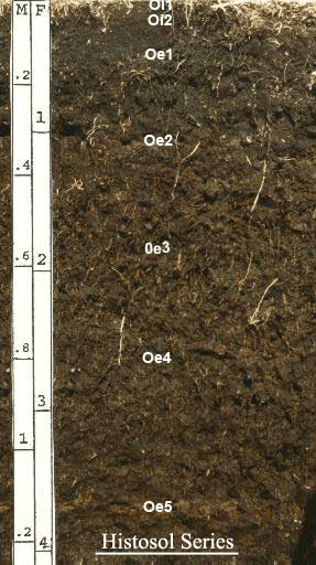 5.13 - Histosols | Soil Genesis and Development, Lesson 5 - Soil