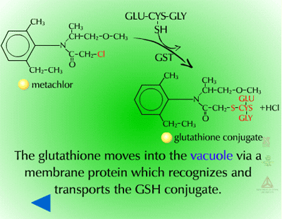 glutathione conjugation mechanism Frontiers Glutathione conjugation of dopamine o-quinone