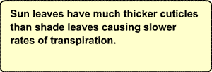 Sun leaves have much thicker cuticles than shade leaves causing slower rates of transpiration.