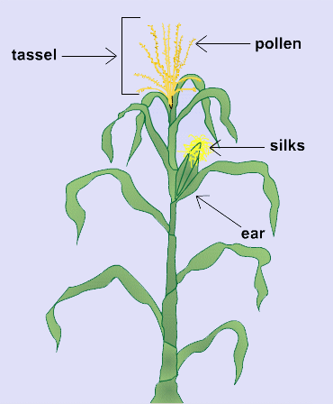 Plants Can Be Monoecious Flowering Principles Passel