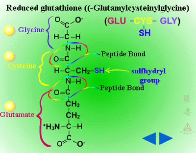 glutathione conjugation wiki 14 Formation of a reactive metabolite by A: Glutathione conjugation to a