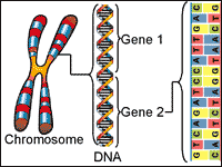 Chromosomes | DNA and DNA Extraction - passel