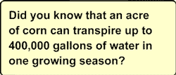 Did you know that an acre of corn can transpire up to 400,000 gallons of water in one growing season?