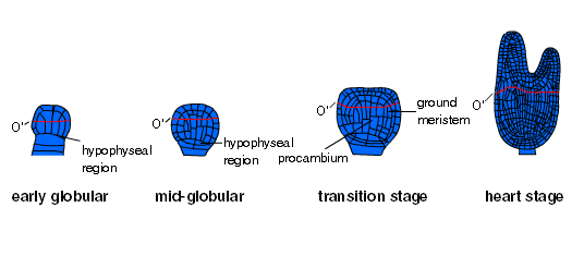 plant embryogenesis