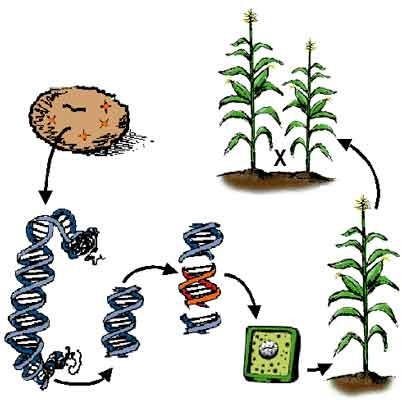 cloning process in plants