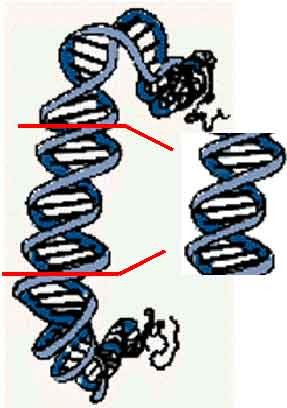 an overview of gene cloning