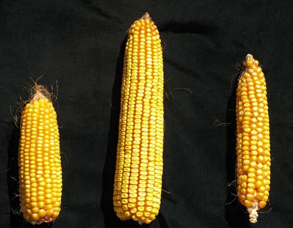 Single-cross Hybrids  Corn Breeding: Types of Cultivars - passel