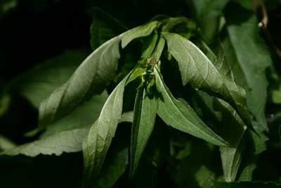 curled leaves