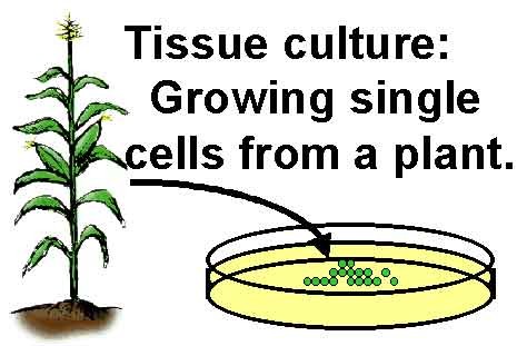 plant cell culture