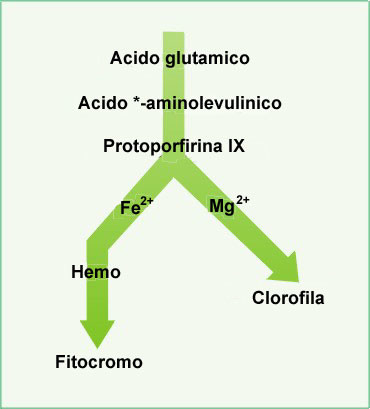 molécula de clorofila b