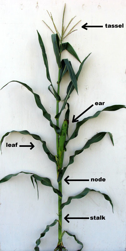 Anatomy And Reproduction Of Corn Corn Breeding Lessons From The Past Passel