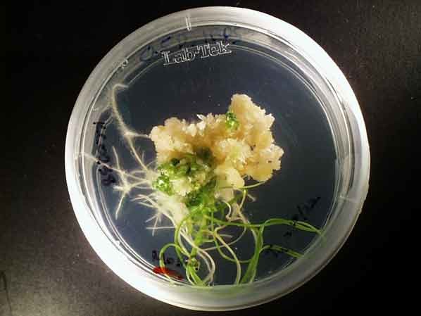 How Is Tissue Culture Done Transformation 1 Plant Tissue Culture Passel