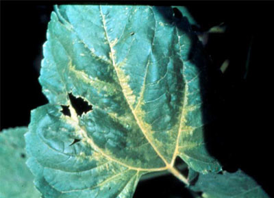 yellowing along the main veins of a leaf