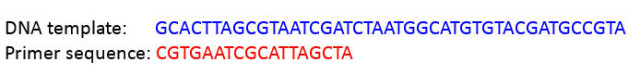 A primer sequence is complementary to a small segment of the DNA template.