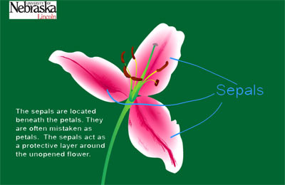 What is the shop function of petals