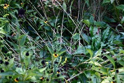 a plant normally expected to stand upright is laying closer to the ground than normal