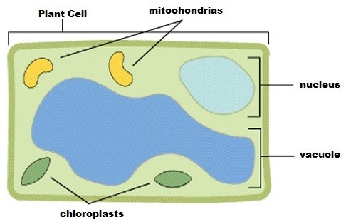 Organization Of The Photosynthetic Apparatus Plant Pigments And Photosynthesis Passel