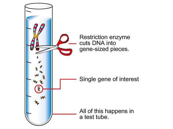 genomic library construction