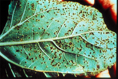 dark brown spots are in a random pattern on a leaf surface