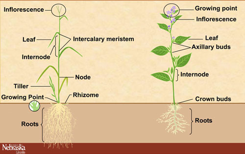 apical meristem grass