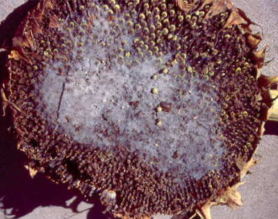 flower head with white cotton-like substance on it