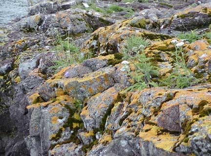 biological weathering of rocks