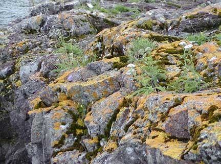 weathering by plants