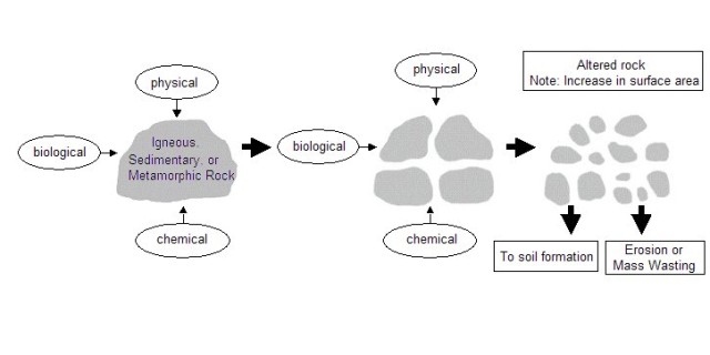 biological weathering diagram