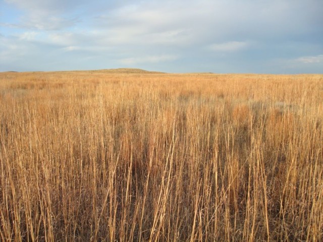 Seed Production Stage | Perennial Grass Growth and Development - passel