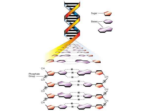 dna molecule nucleotide