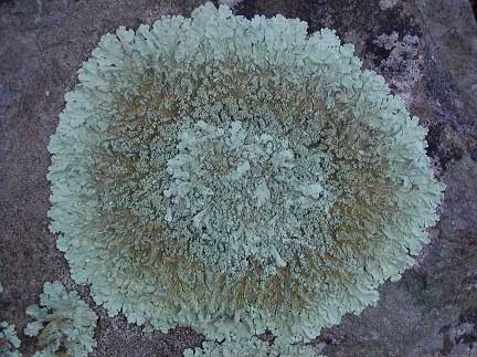 chemical weathering living organisms lichens