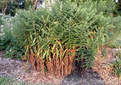 A plant with living green tissue toward the top of the plant and dead tissue near the ground