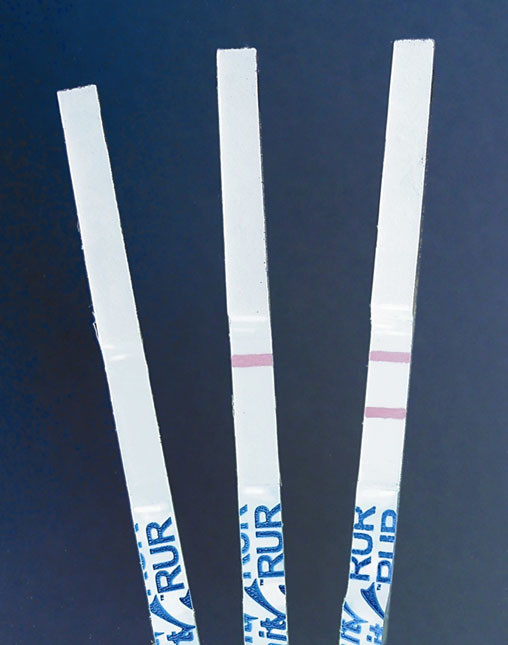 Lateral Flow Strip Test | Protein Detection in Plants - passel