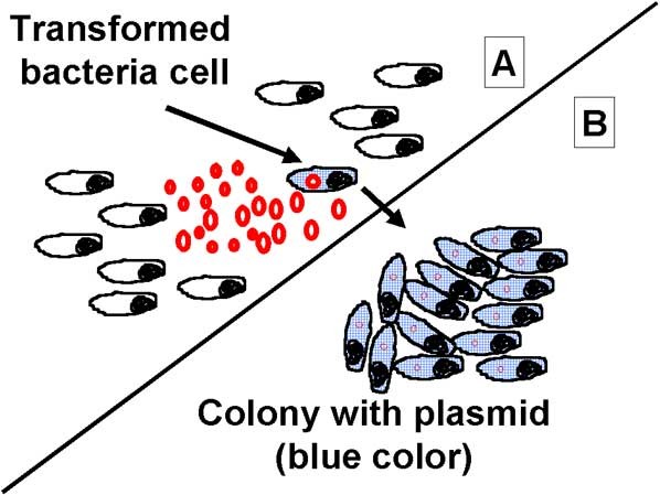 plasmid in bacteria